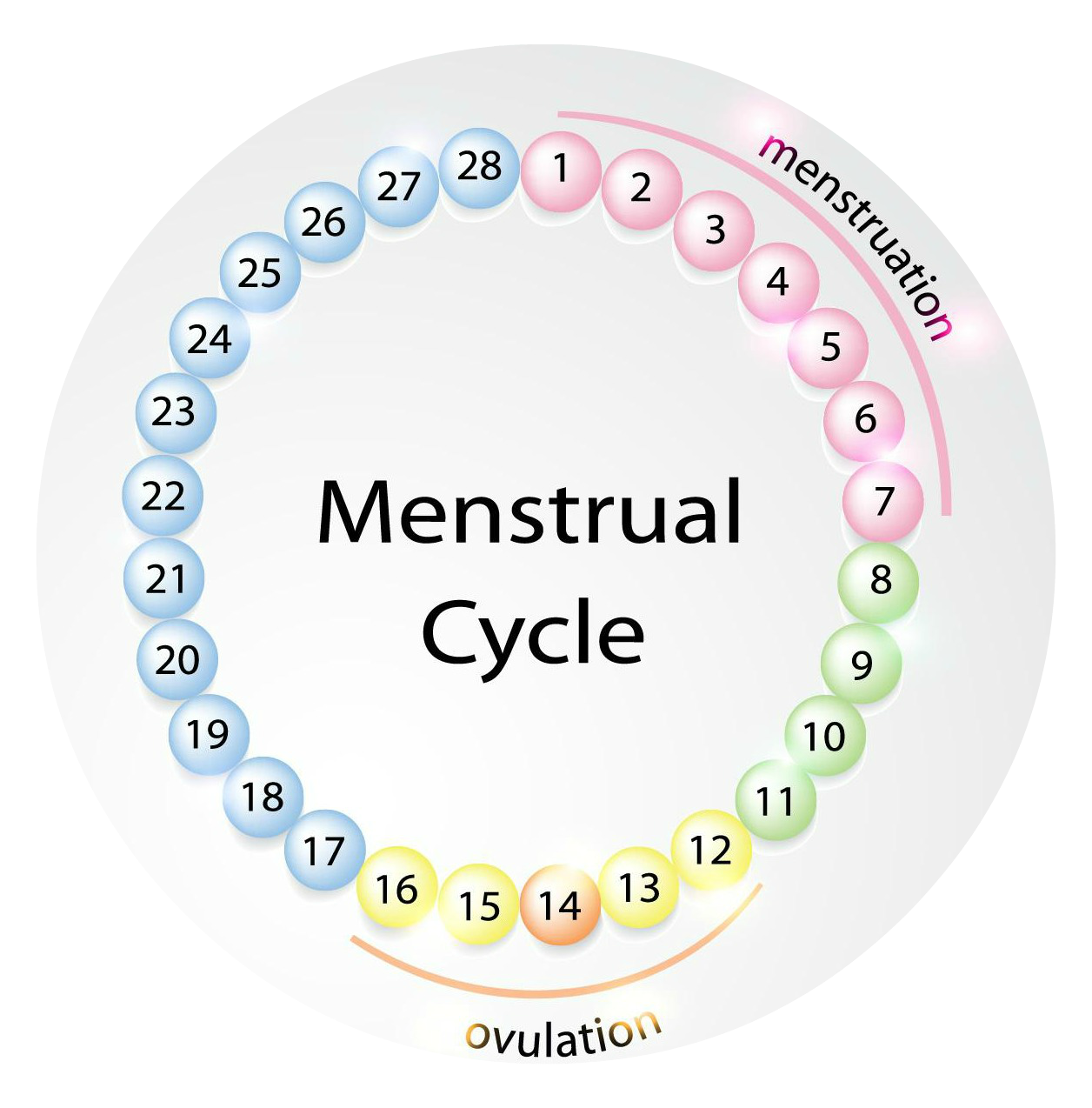 Менструальный цикл. Рисунок менструационного цикла. Menstrual Cycle. Менструальный цикл круг.